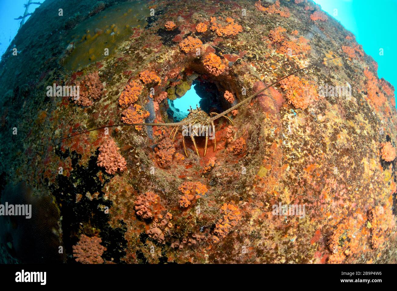 Unterwasseraufnahmen von Tauchern und Meereslebewesen beim Tauchen in einigen Schiffswracks rund um St. Maarten, Karibik Stockfoto