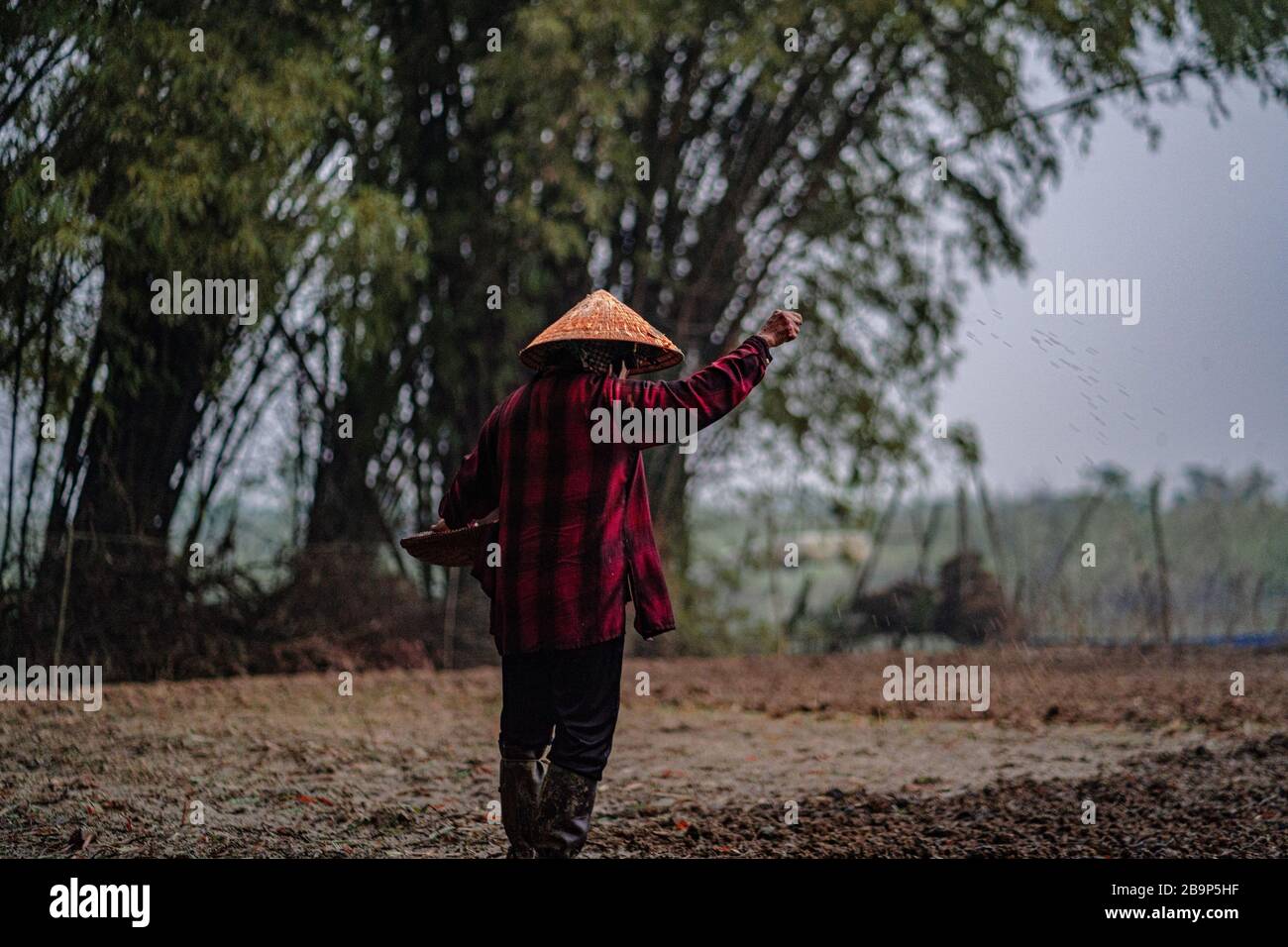 Ein vietnamesischer Bauer in asiatischen konischen Hüten streut die Samen zur Ernte. Ein landwirtschaftliches Foto aus den Dörfern Vietnams. Stockfoto