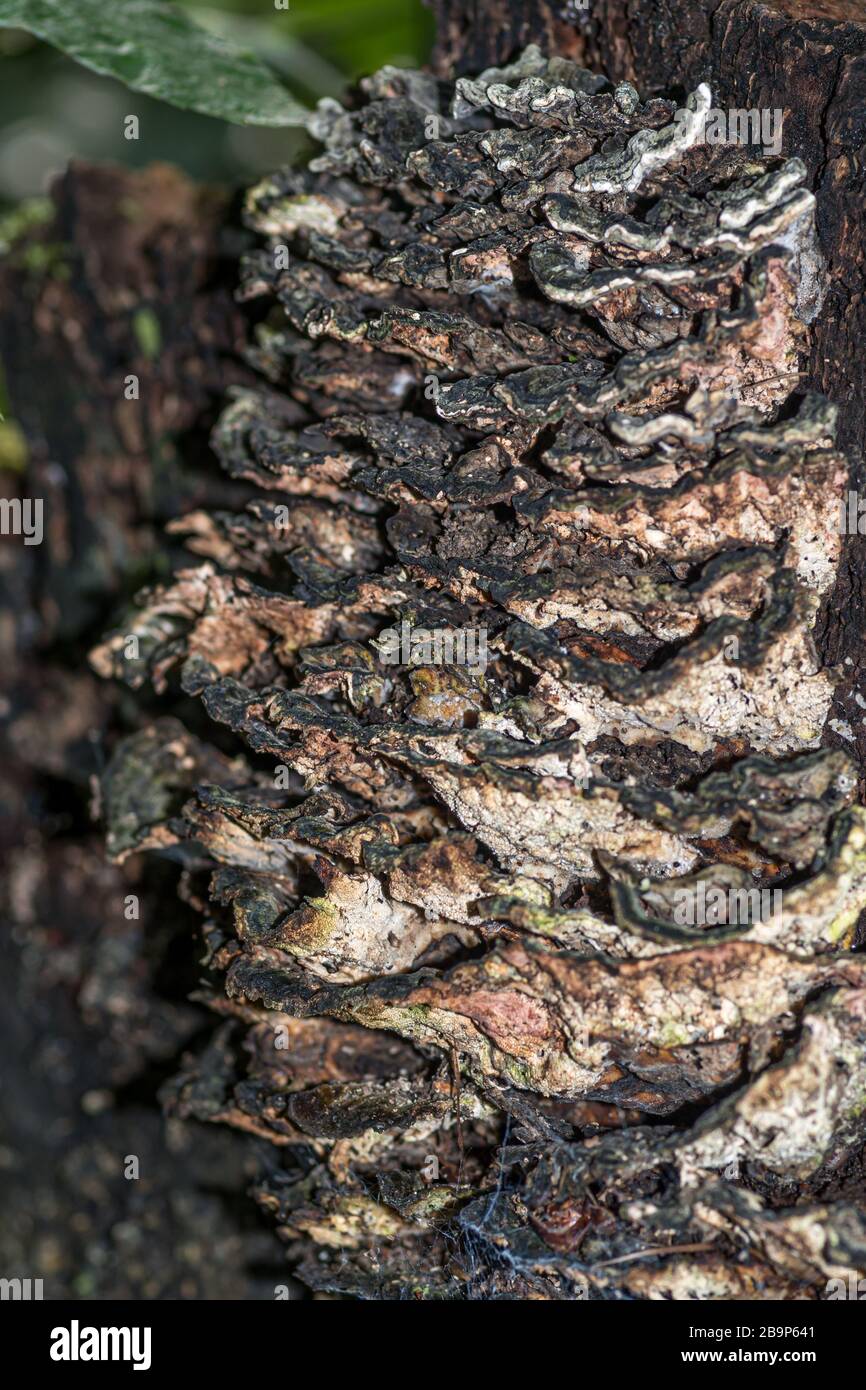 Die senkrechte Nahaufnahme der Fungi auf der Baumrinde unter der Sonnenlicht mit verschwommenem Hintergrund Stockfoto