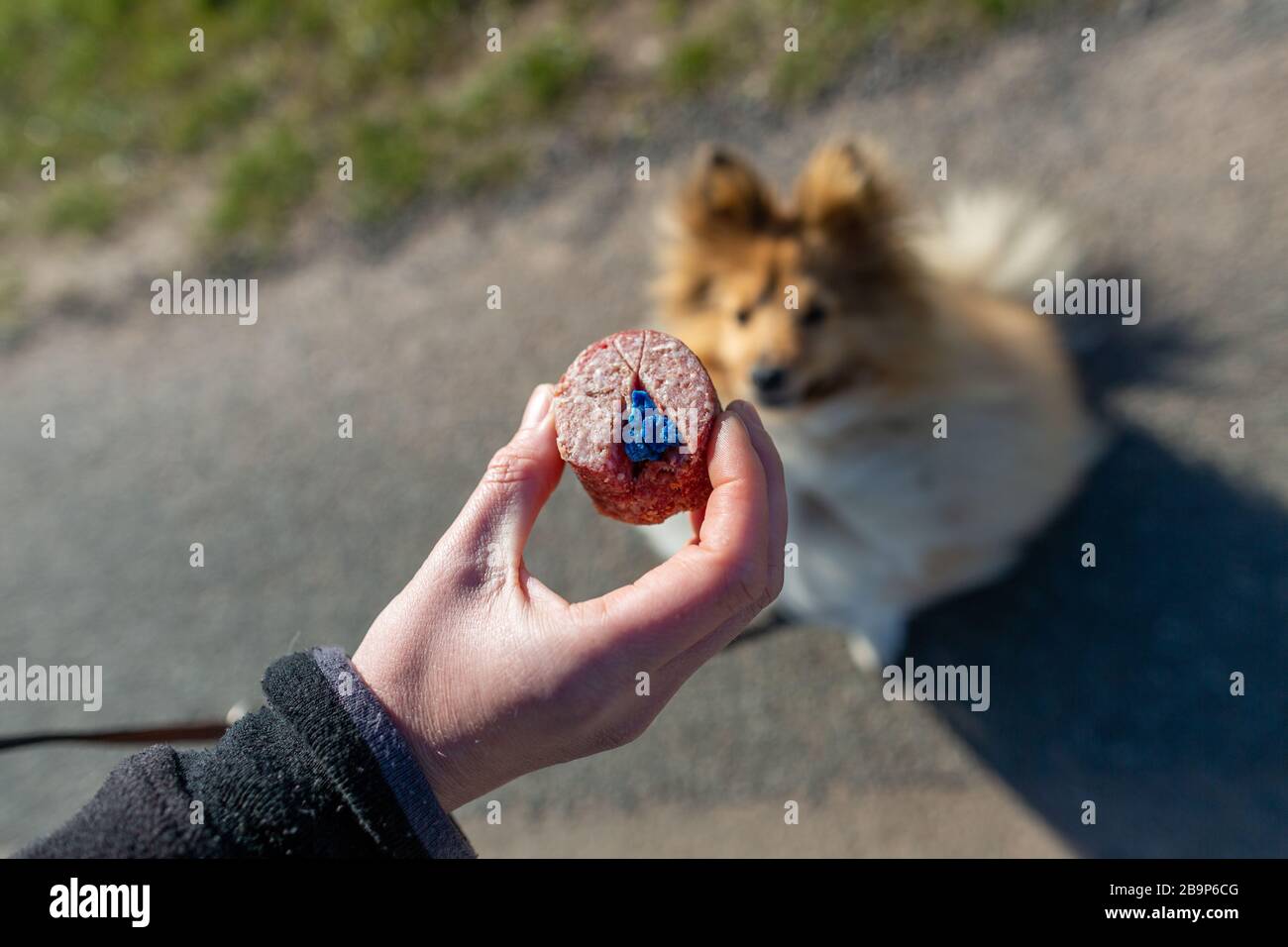 Shetland-Sheepdog vor einem Hundeköder Stockfoto