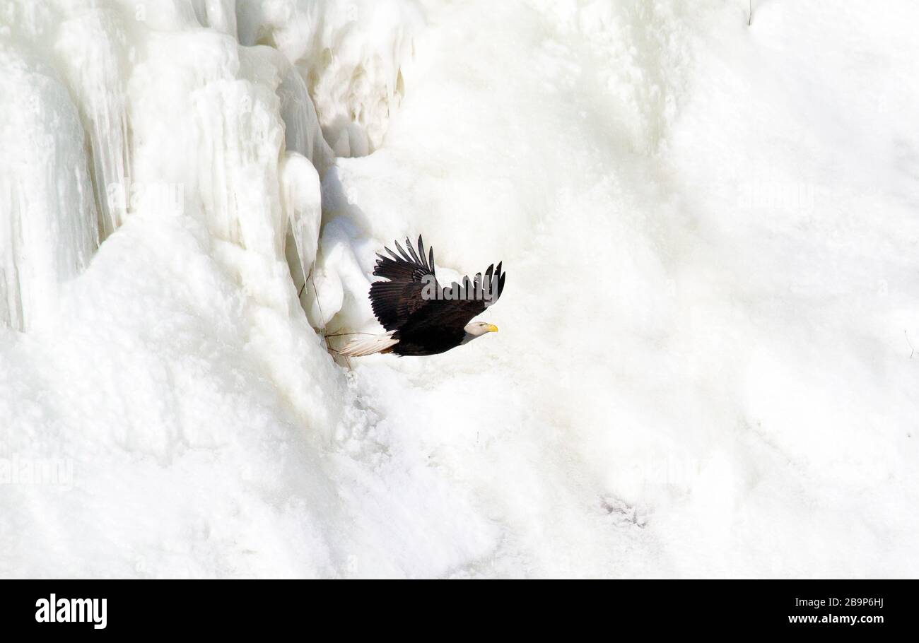 Glatze Adult Flying Across a Frozen Waterfall Stockfoto