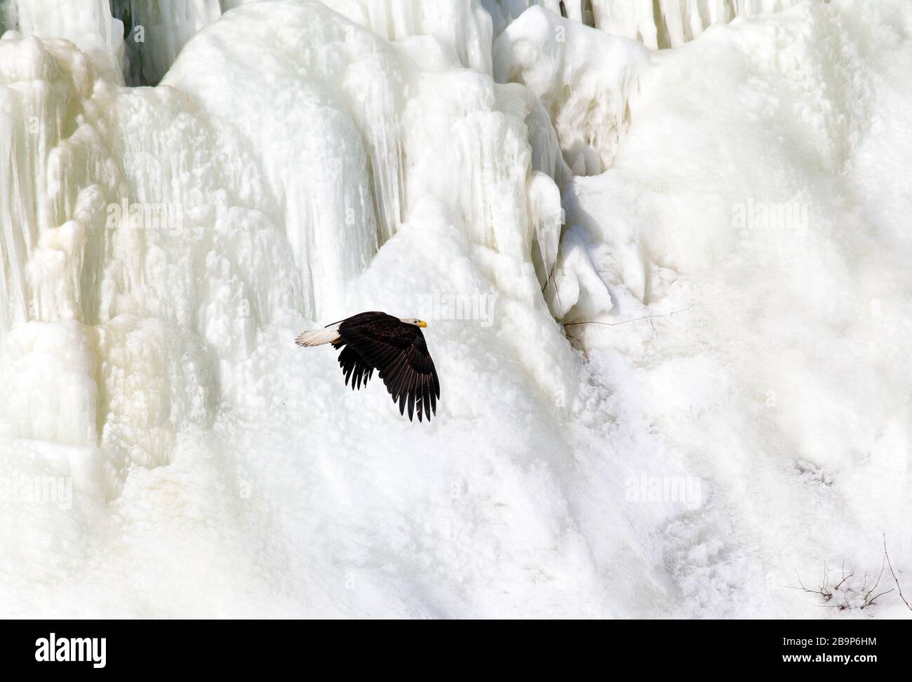 Glatze Adult Flying Across a Frozen Waterfall Stockfoto