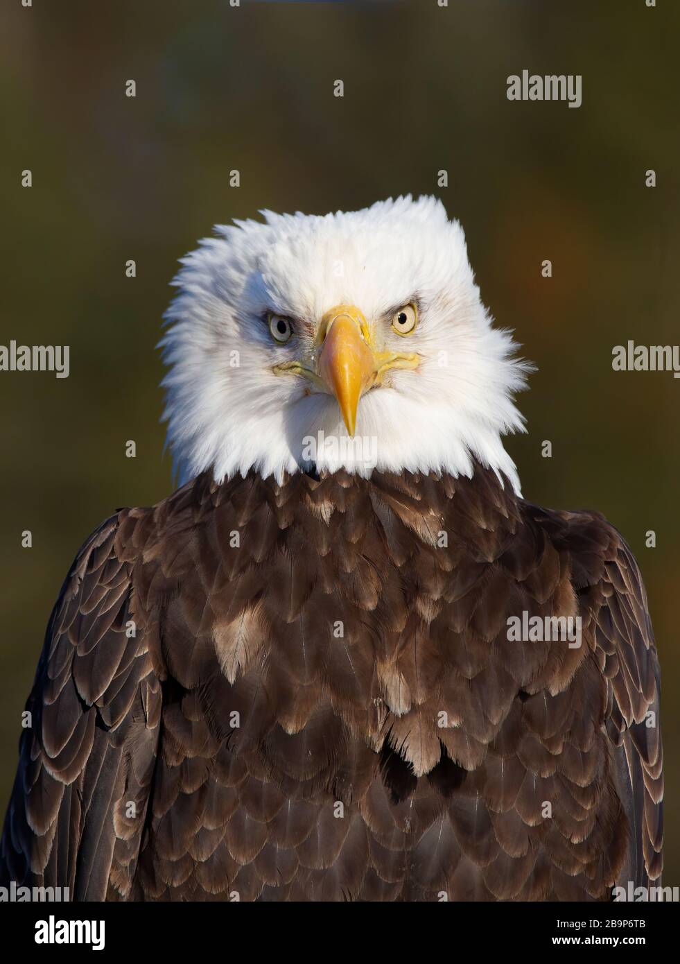 Glatze Eagle Erwachsener, der direkt auf Camera blickt Stockfoto