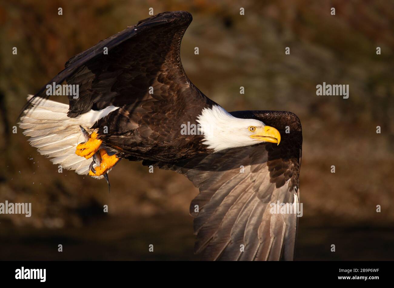 Kahladler im Flug mit Fish Closeup Stockfoto