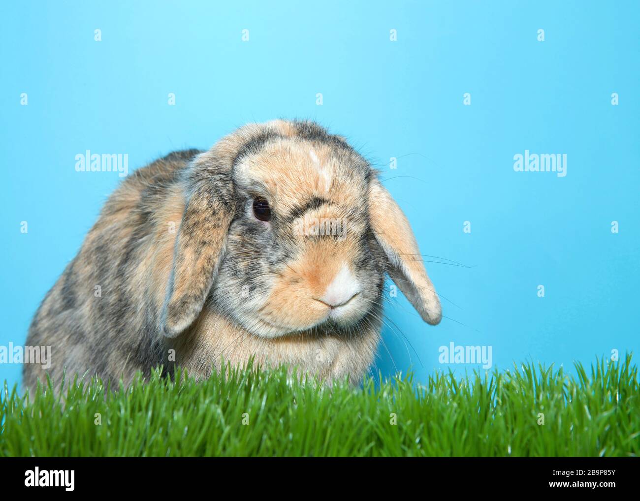 Profilporträt eines kleinen Calico-Lop-Kaninchens in grünem Gras mit blauem Hintergrund und Blick nach rechts. Stockfoto