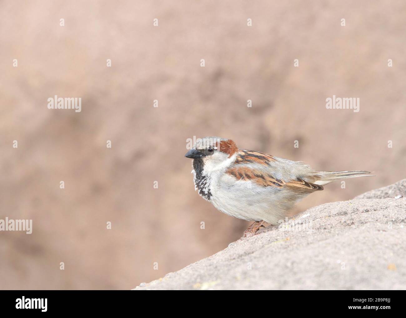 Der in den meisten Teilen der Welt gefundene männliche Hausspfeil, ein Vogel der Sparrenfamilie Passeridias, thront auf Felsen in der Wüste von Arizona. Stockfoto