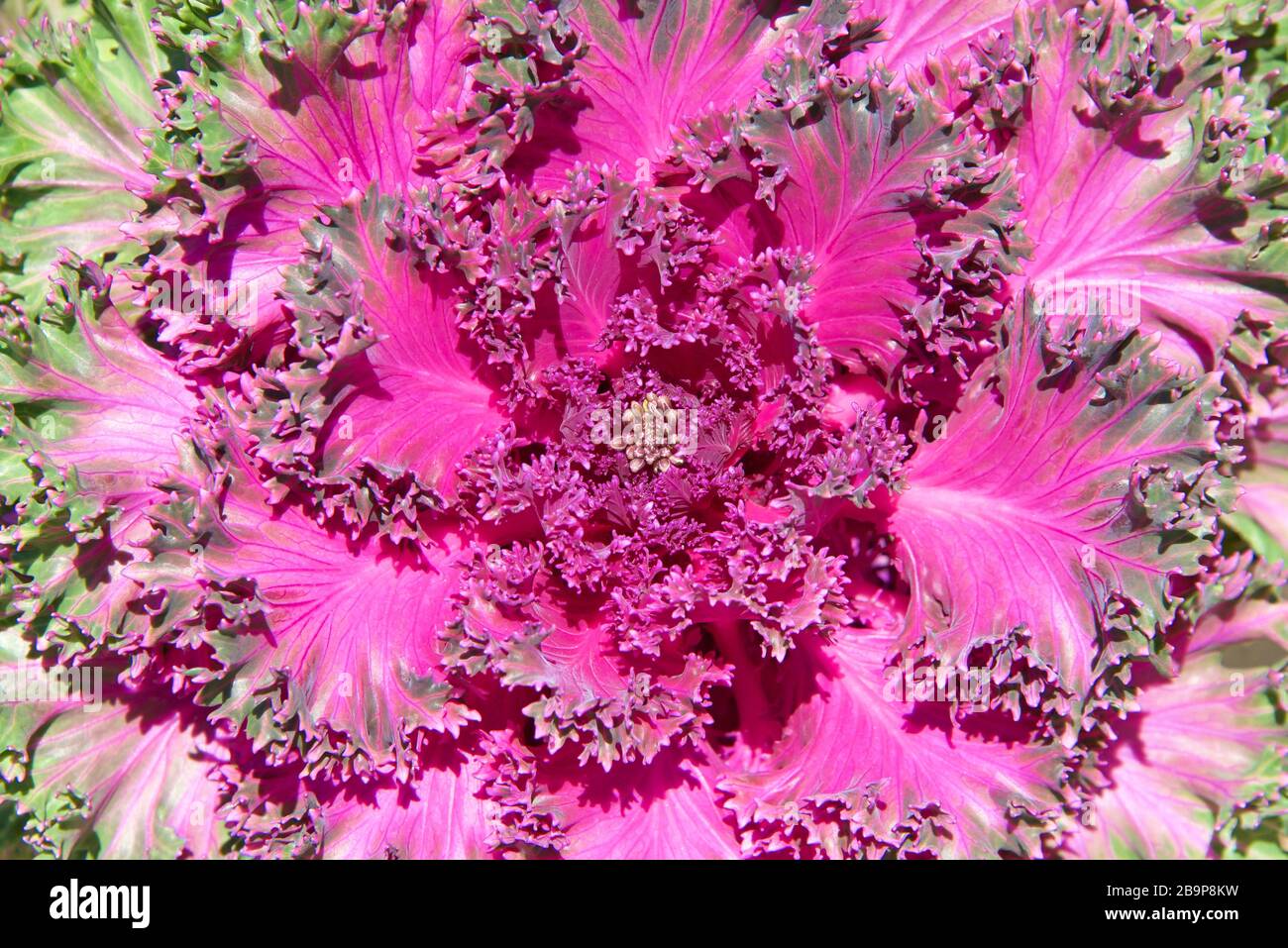 Nahaufnahme der blühenden Kale Nagoya Rose Pflanze mit den Knospen, die bereit sind zu blühen. Stockfoto