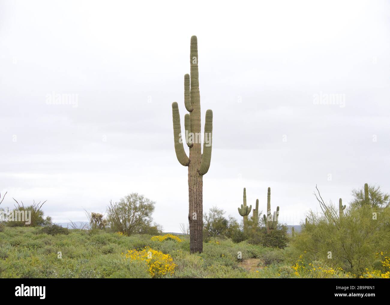 Wüstenlandschaft mit Saguaro-Kaktus, einer baumartigen Kakteenart in der monotypischen Gattung Carnegiea, die bis über 40 Fuß groß werden kann. Typische Ari Stockfoto