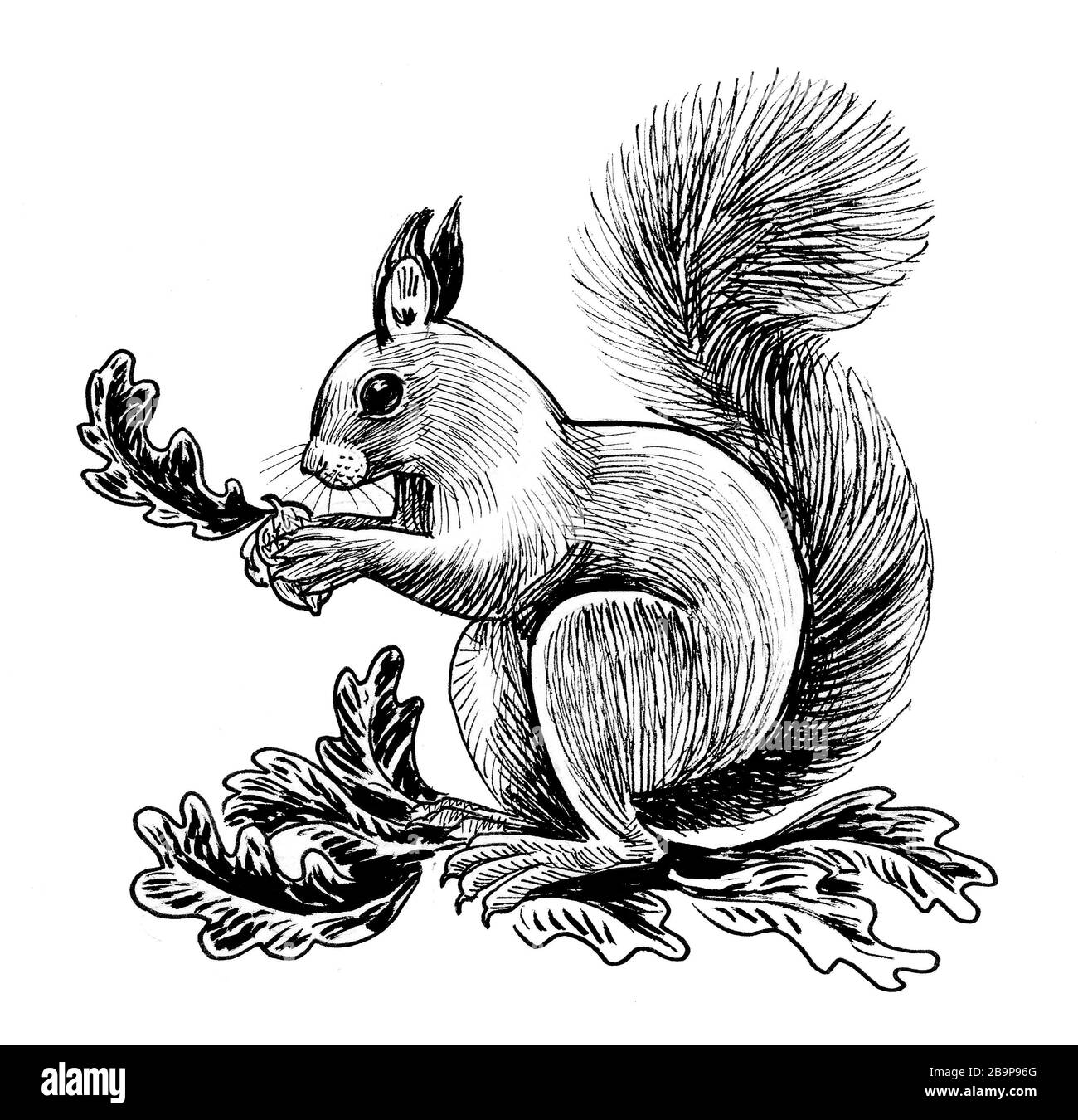 Eichhörnchen Tier essen Eicheln. Tinte schwarz-weiß Zeichnung  Stockfotografie - Alamy
