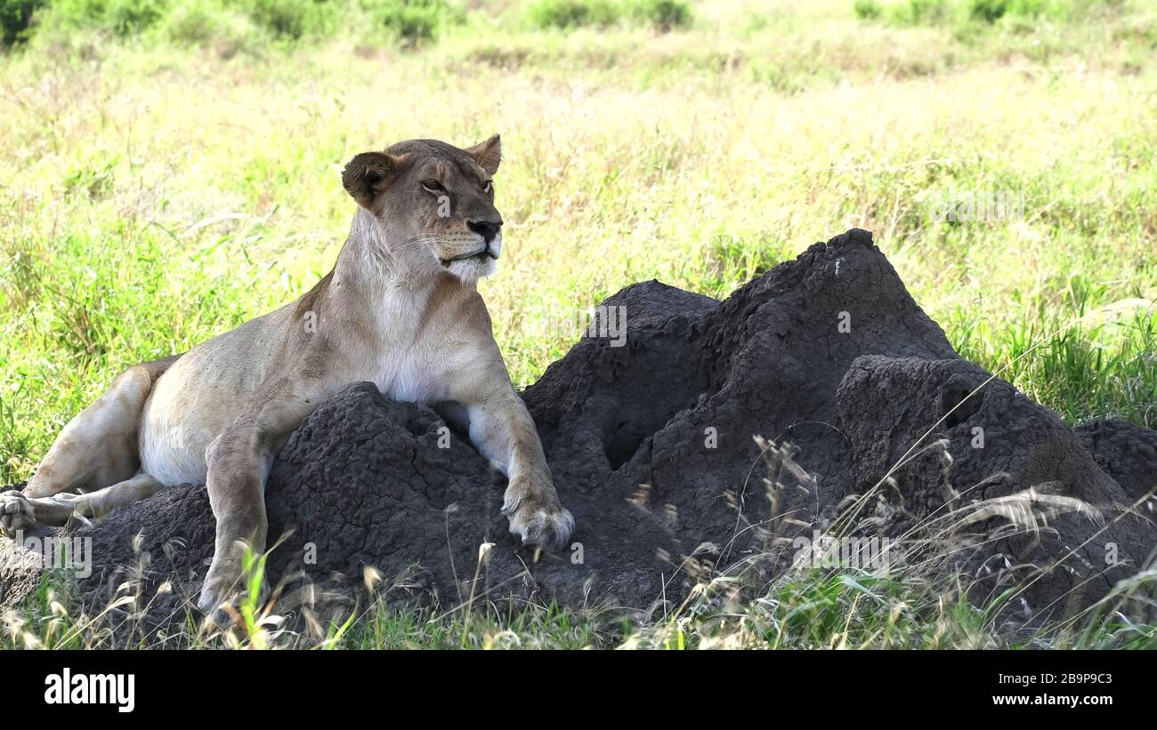 Löwin auf einem Termitenhügel blickt in serengeti auf die Kamera Stockfoto