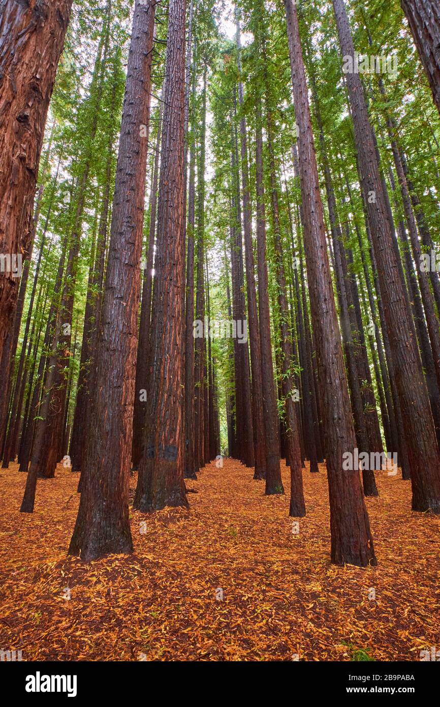 Ein Wald aus Rotholzbäumen, der als Landwirtschaftsversuch in einem Raster gepflanzt wurde. In East Warburton, Victoria, Australien. Stockfoto