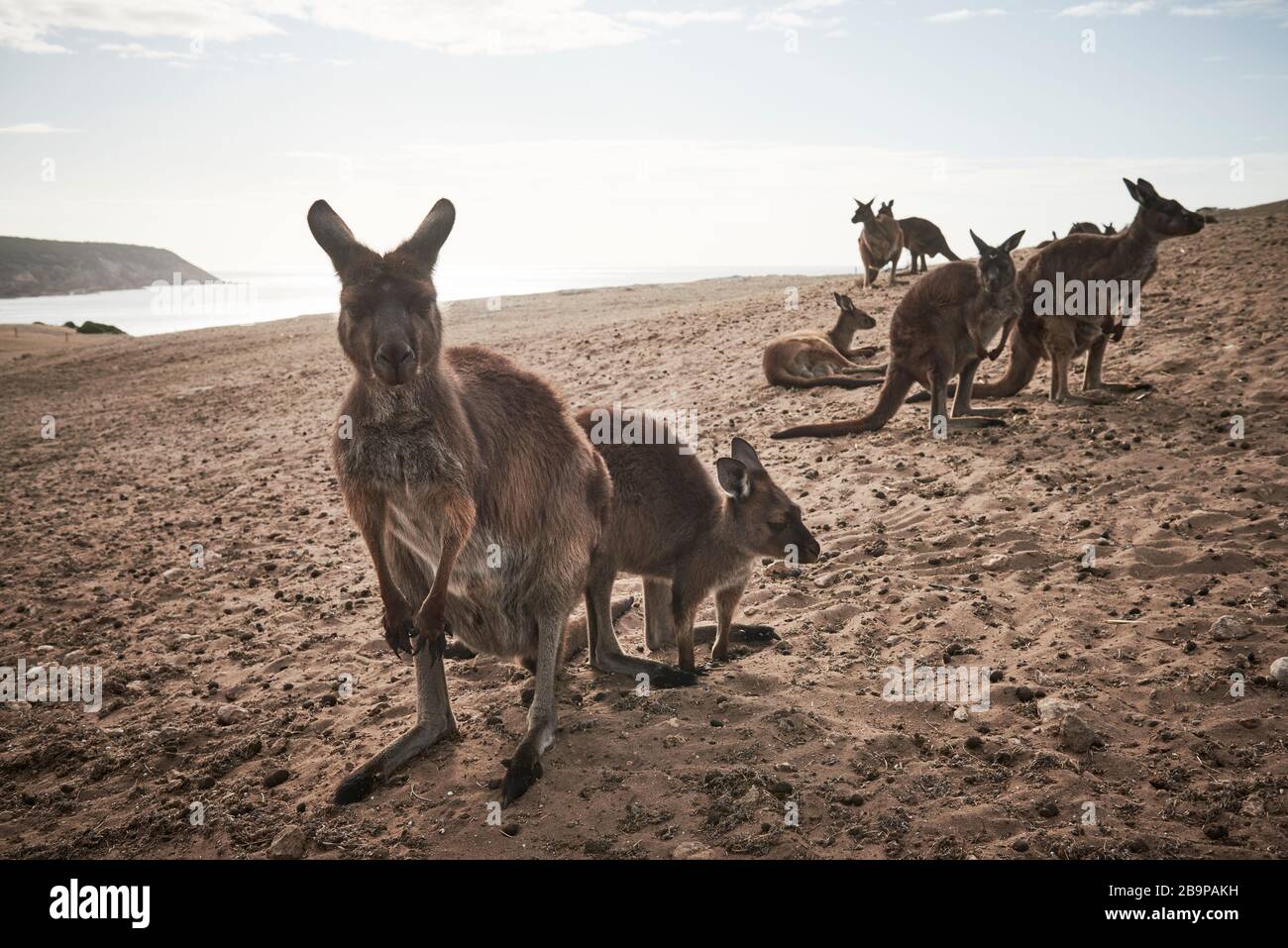 Ein Haufen Kängurus, der die 2020 Buschfeuer auf Kangaroo Island, Südaustralien, überlebte. Stockfoto
