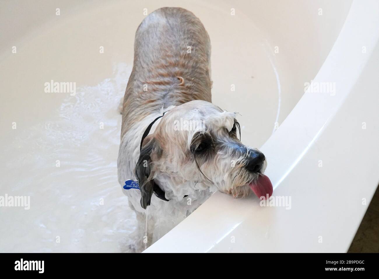 Ein Hund bekommt ein Bad, um sauber zu werden. Stockfoto