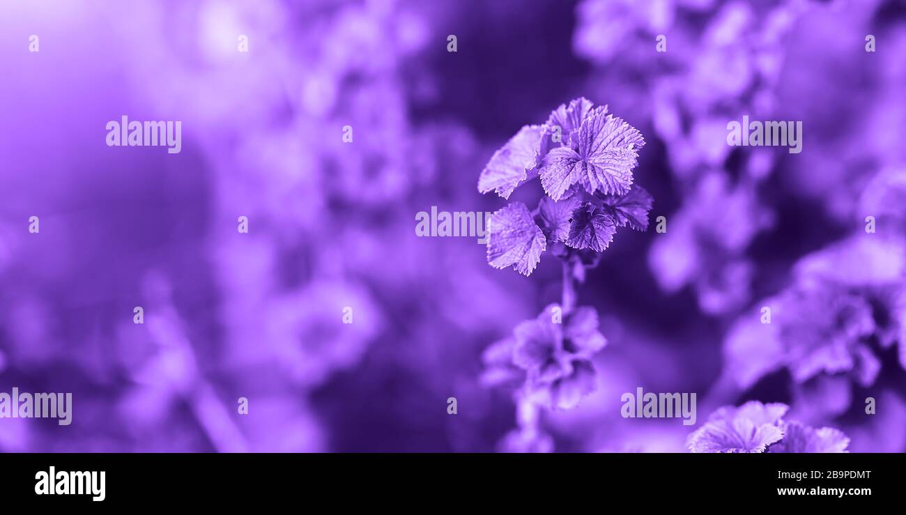 Farbe des Jahres 2018: Ultra Violett. Abstrakte Pastell tiefe purpurrote Farbe, auf Gras auf der Grundlage Stockfoto