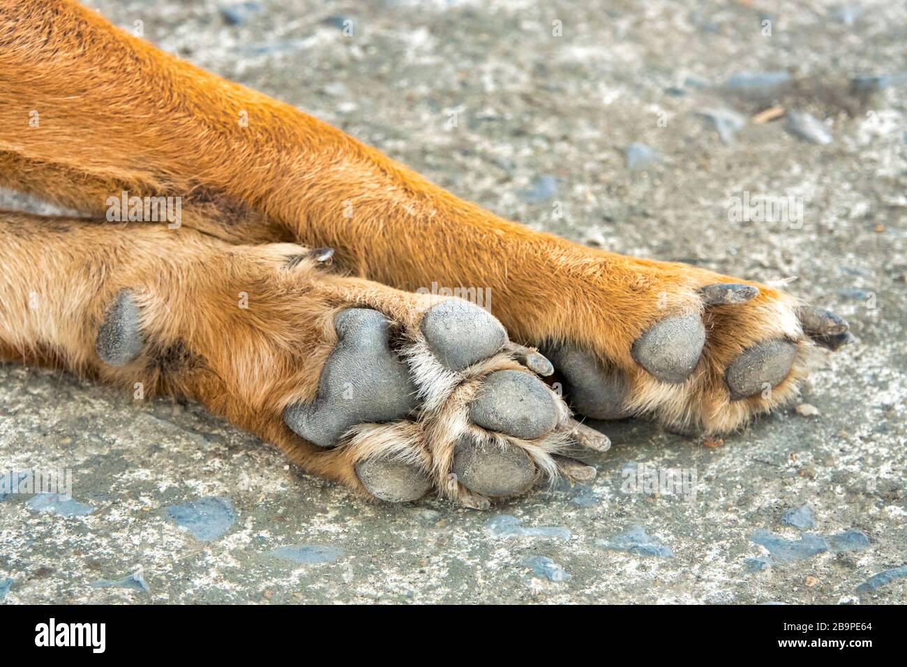 Nahaufnahme der Vorderpfoten eines Hundes Stockfoto