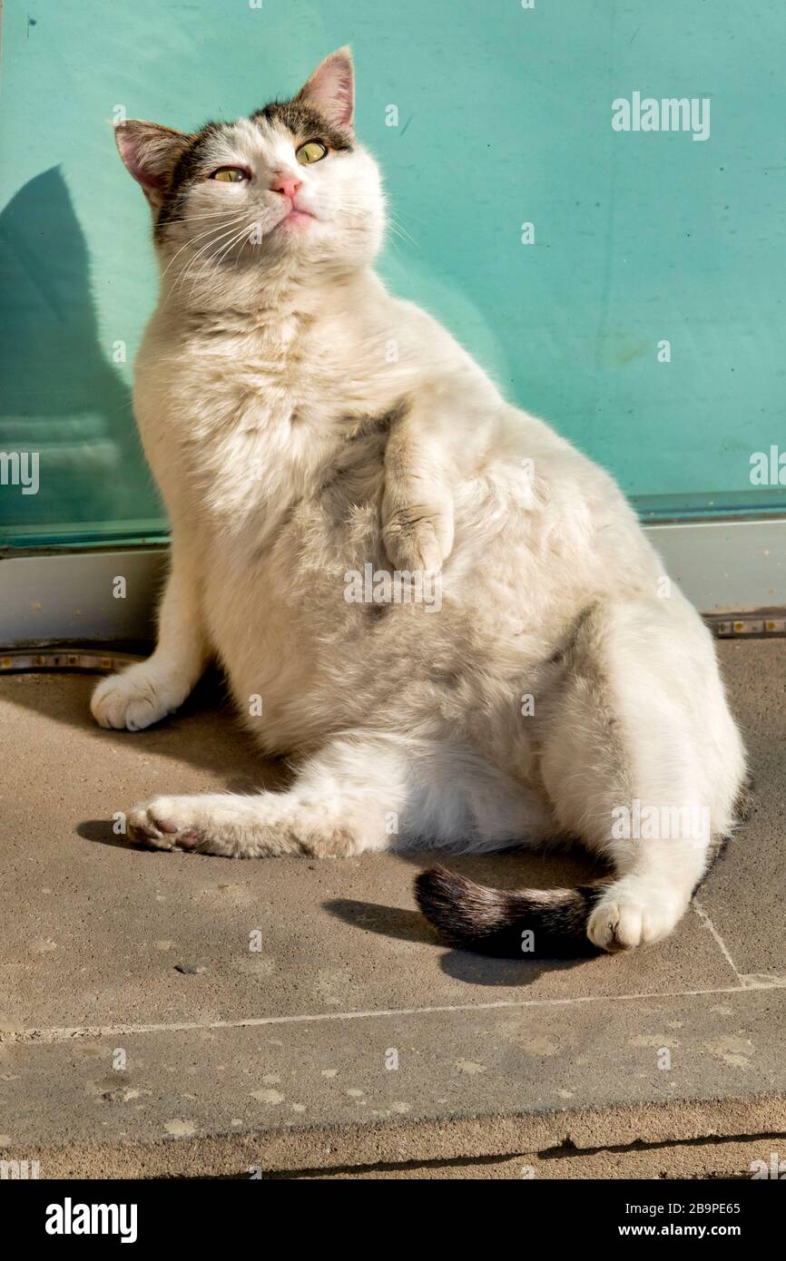 Schwangere Feralkatze (Felis catus) in der Sonne Stockfoto