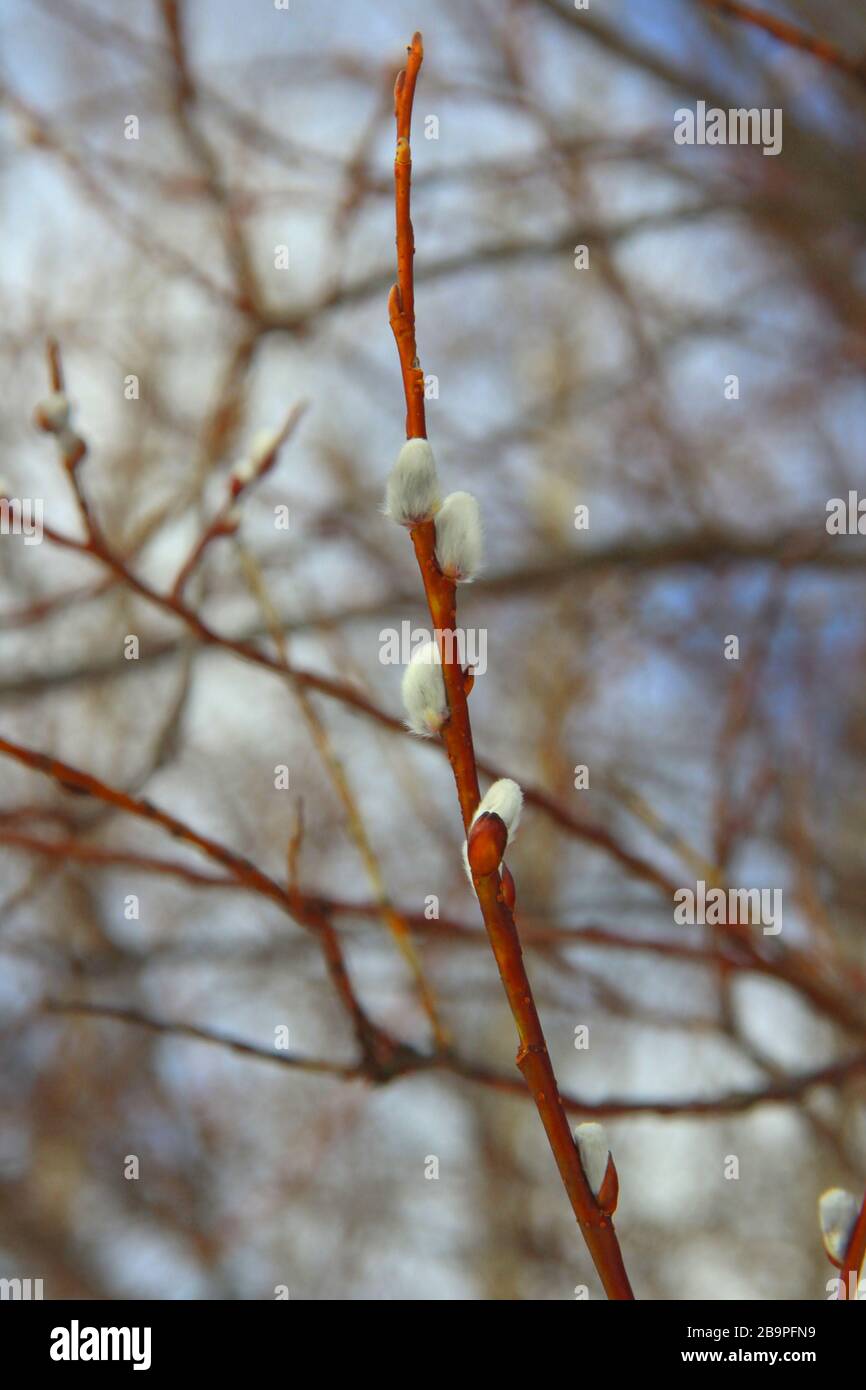 Weiße flauschige Weidenknospen an dünnen Zweigen von braun-oranger Farbe. Das Konzept der Frühlings-, Erwärmungs- und Wechseljahreszeiten. Stockfoto