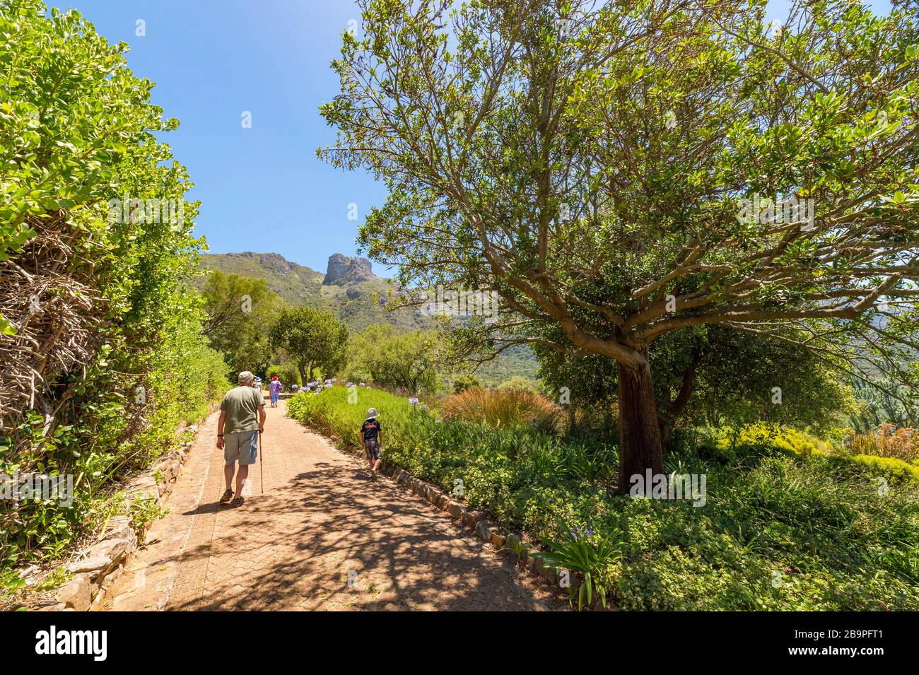 Kirstenbosch National Botanical Garden Western Cape Südafrika Stockfoto