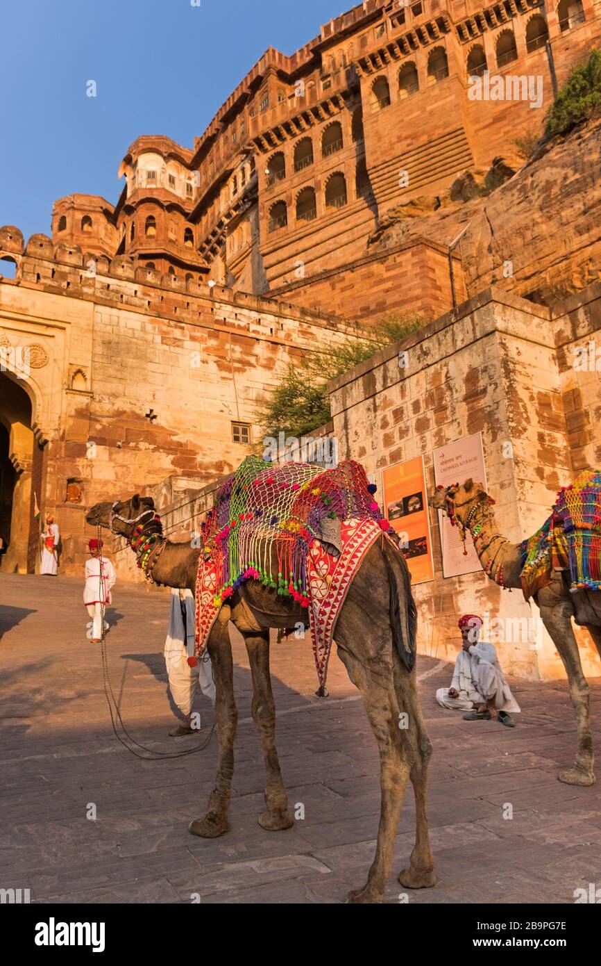 Kamele in Mehrangarh Fort Jodhpur Rajasthan Indien Stockfoto