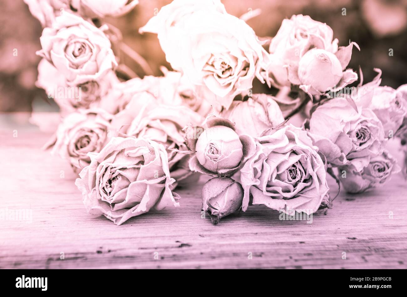 Verwelkte Rose auf Holzhintergrund. Getrocknete Rosen auf alten Holzplatten. Stockfoto