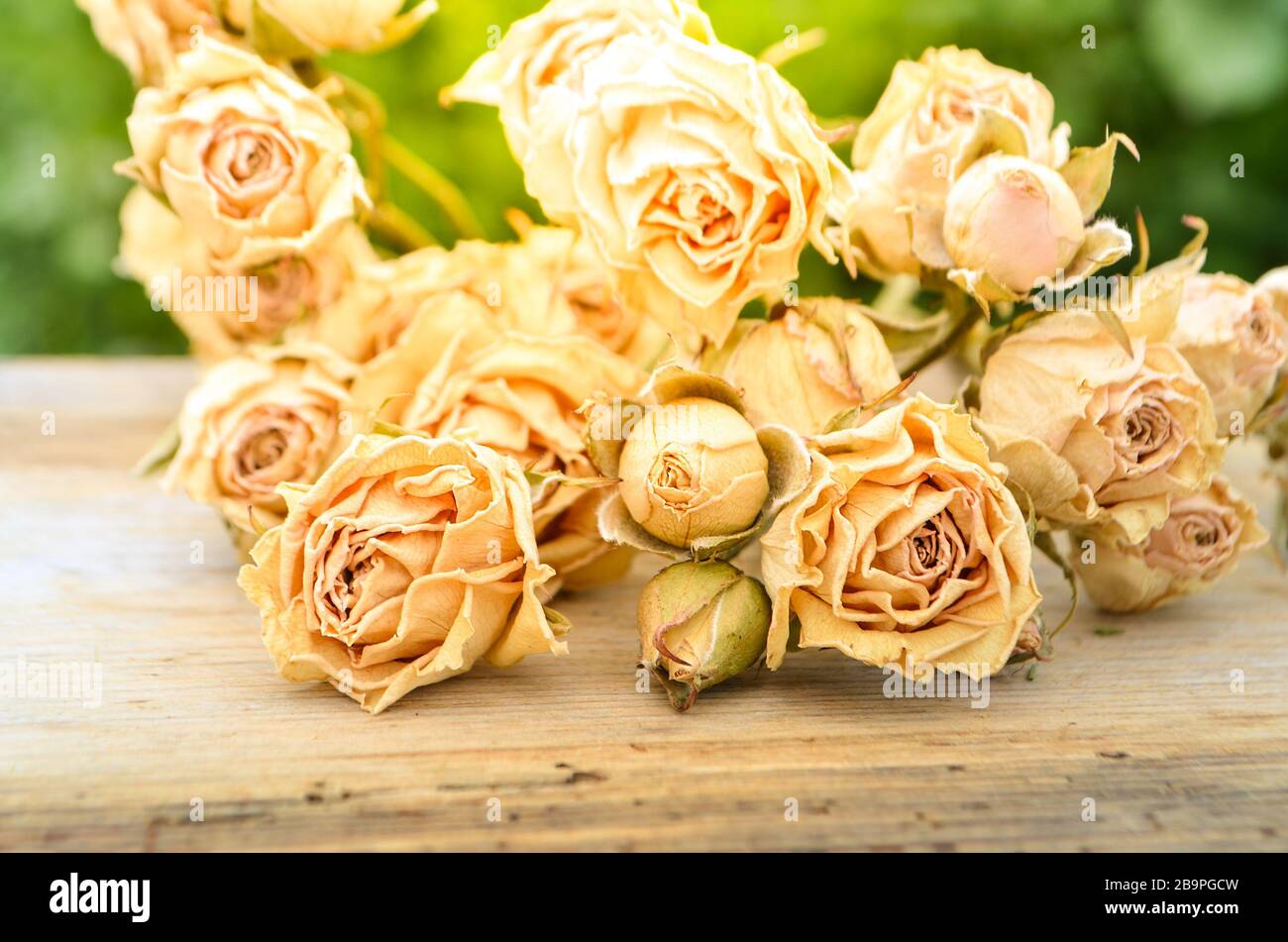 Verwelkte Rose auf Holzhintergrund. Abstrakter Feiertagsrahmen mit getrockneten Rosen auf alten Holzplatten Stockfoto