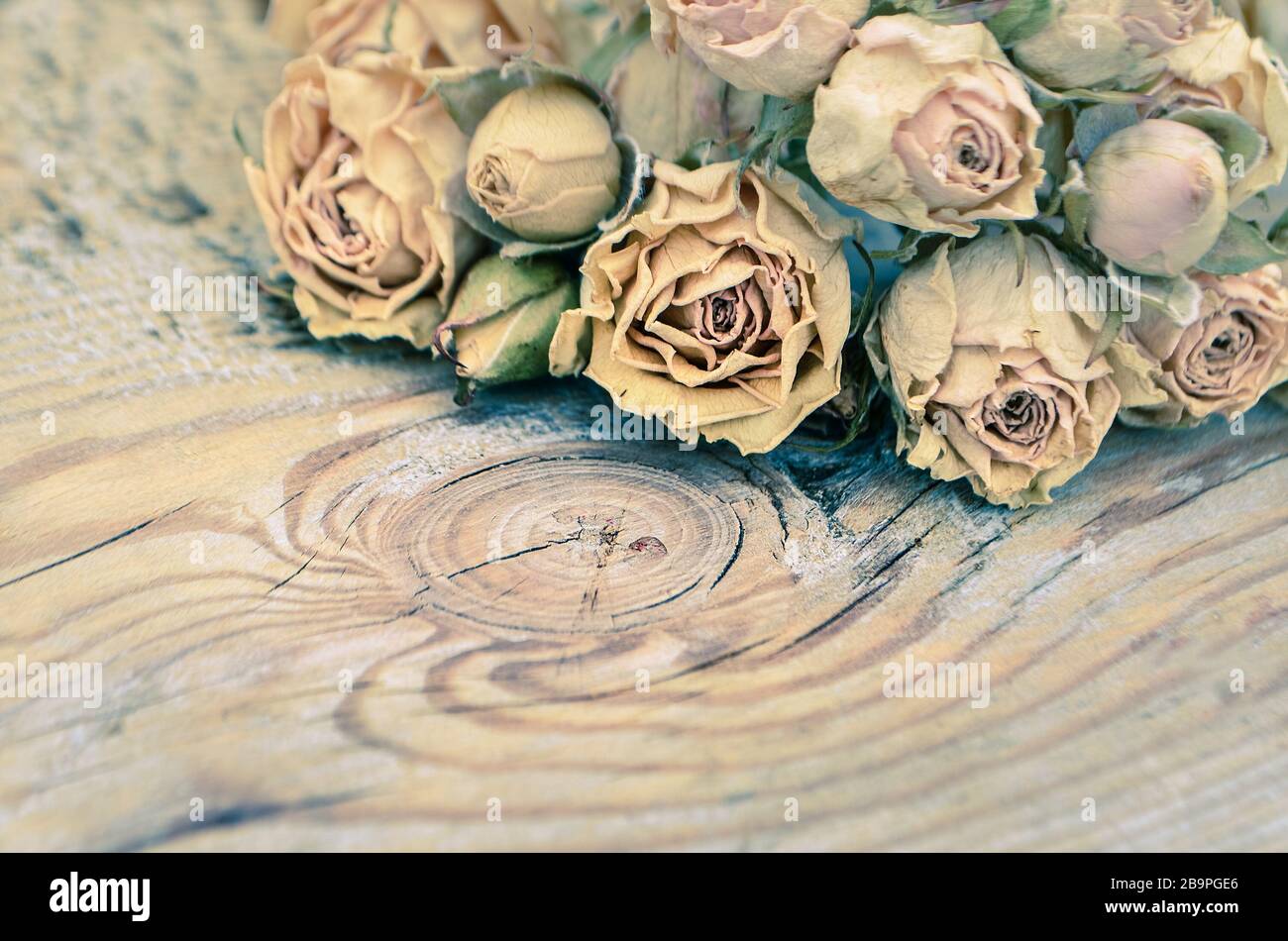 Rosen liegen auf rustikalem Vintage-Holzhintergrund Stockfoto