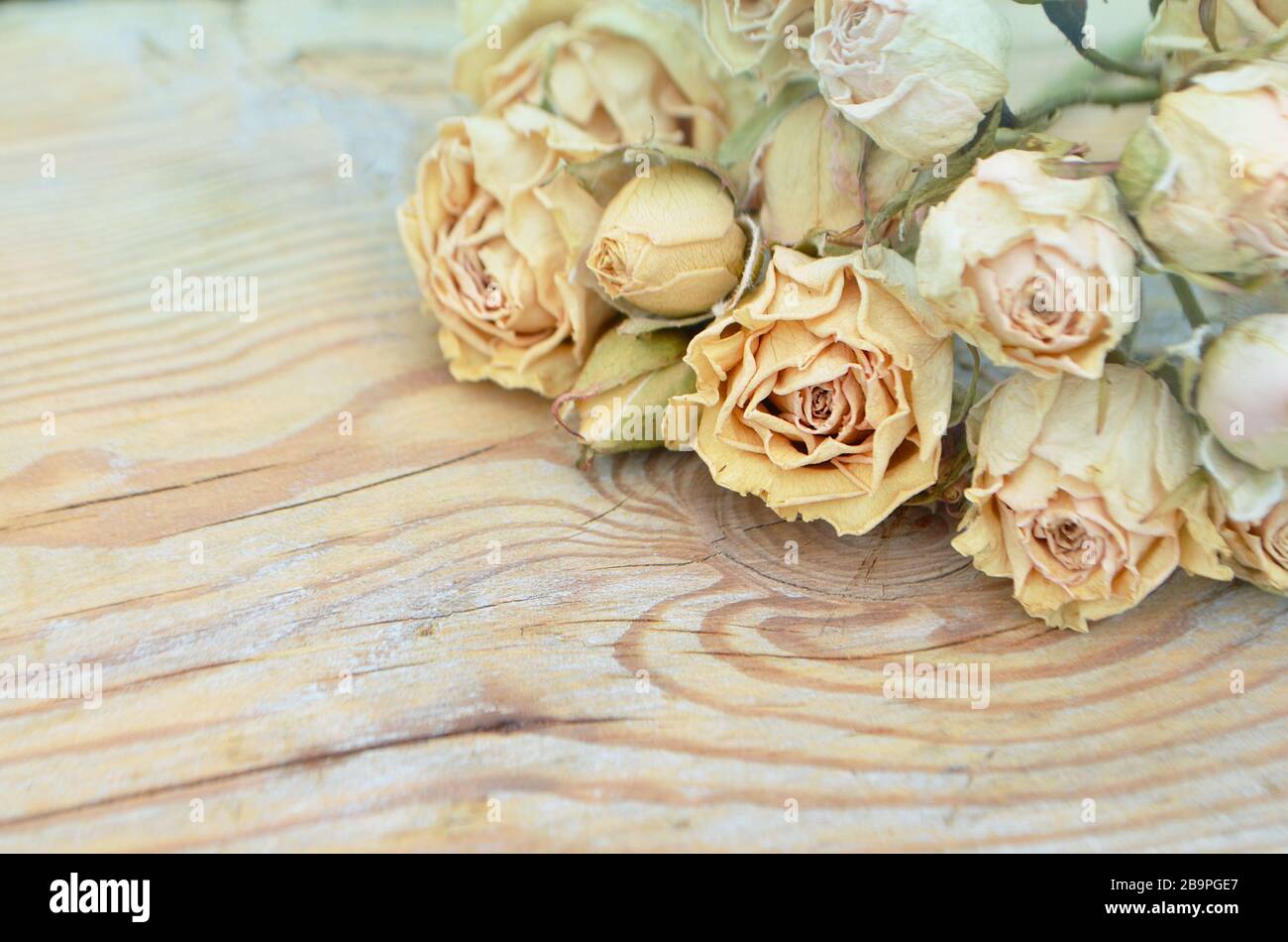 Abstrakter Feiertagsrahmen mit getrockneten Rosen auf alten Holzplatten. Stockfoto