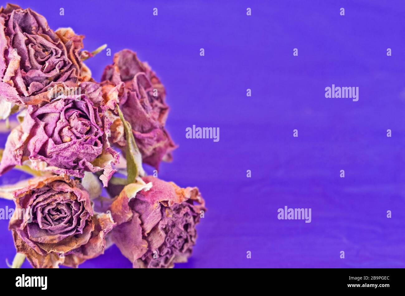 Verdorrte Rose auf violettem Hintergrund. Alte getrocknete Rosen Stockfoto