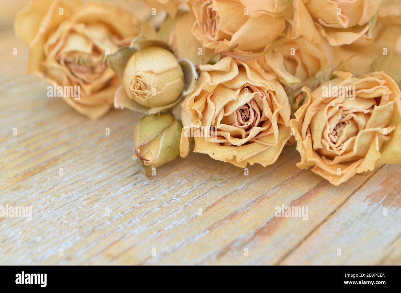 Abstrakter Feiertagsrahmen mit getrockneten Rosen auf alten Holzplatten. Stockfoto