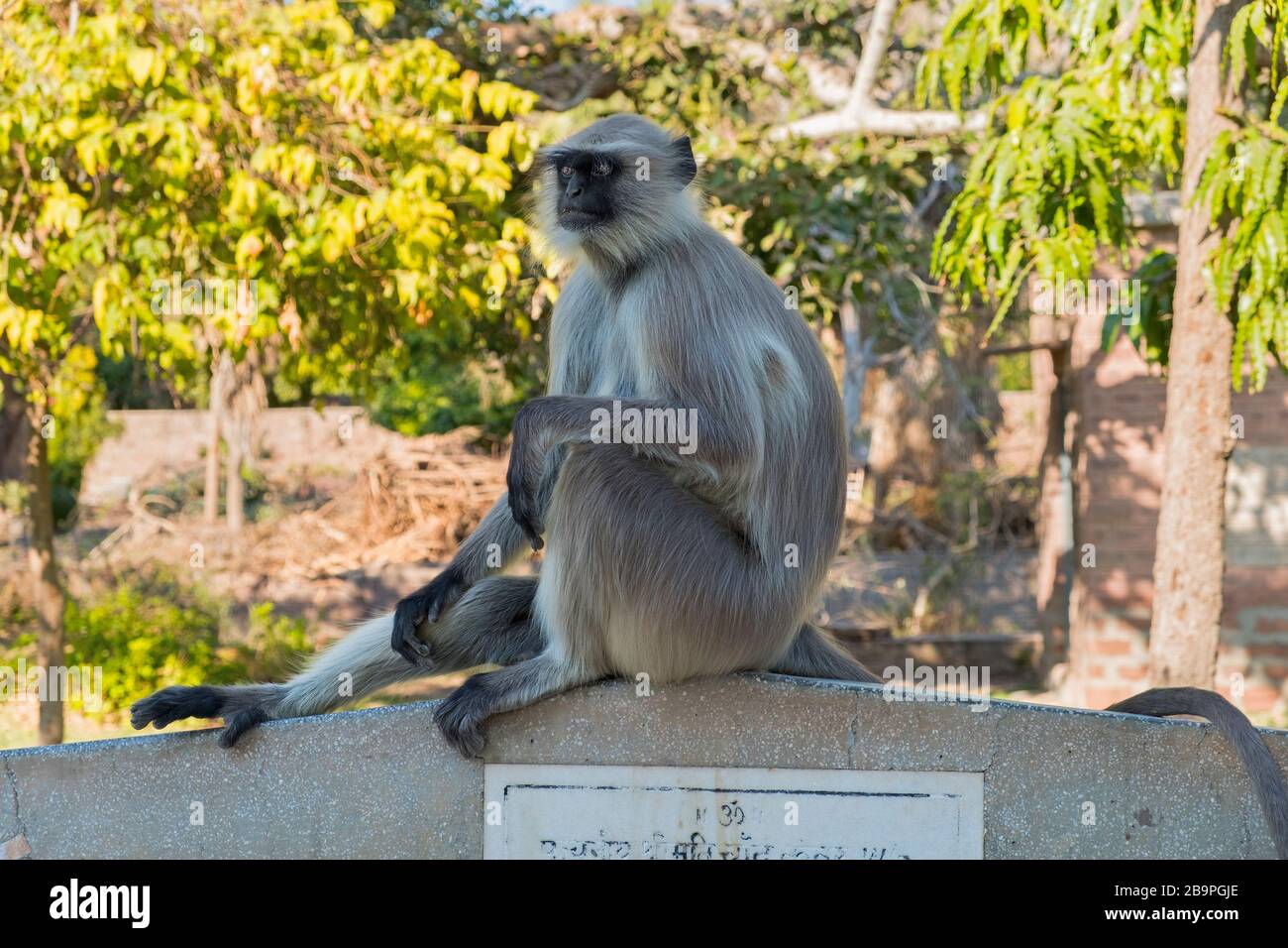 Langur Affe Mandore Garden Jodhpur Rajasthan Indien Stockfoto