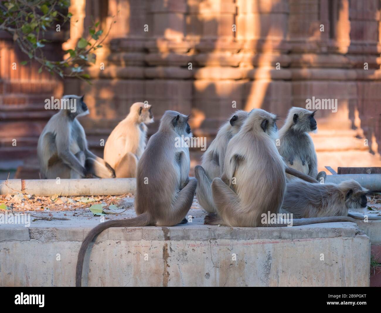 Langur Monkeys Mandore Garden Jodhpur Rajasthan Indien Stockfoto