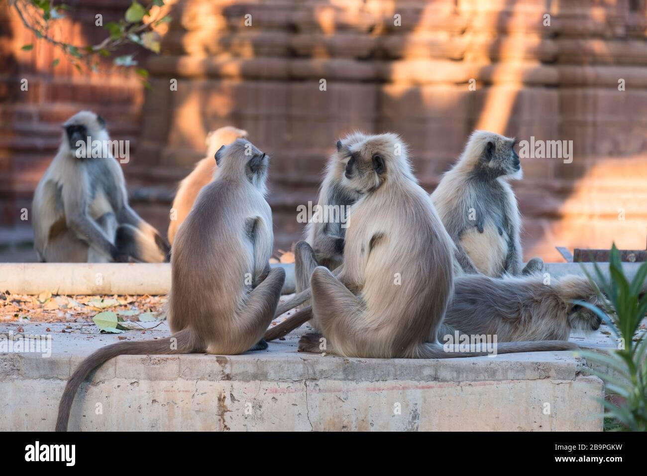Langur Monkeys Mandore Garden Jodhpur Rajasthan Indien Stockfoto