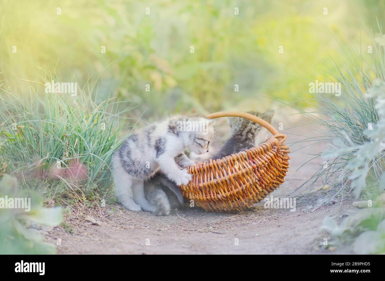 Zwei adlige Kätzchen spielen zusammen. Niedliche kleine Kätzchen Stockfoto