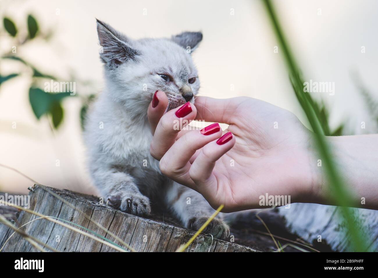 Frau spielt mit blau gefärbten Augen thai-kätzchen im Garten Stockfoto