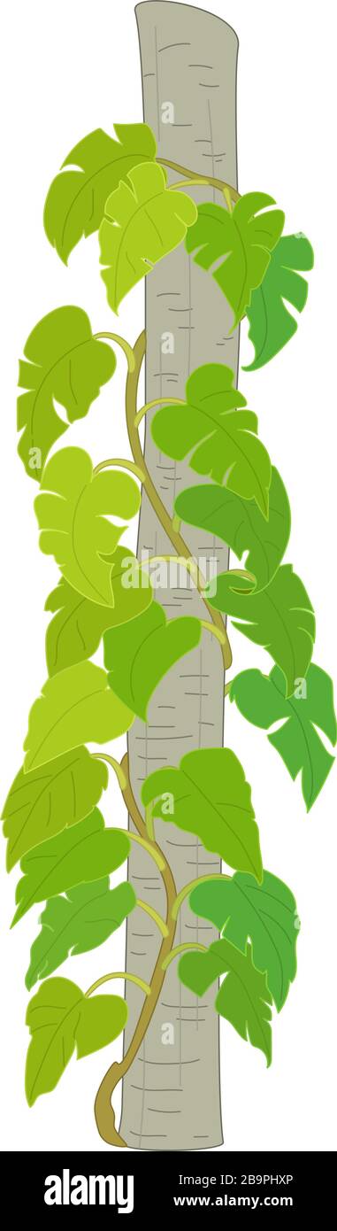 Vector handgezeichnete Plant Clipart Devils Ivy Liana Stock Vektor