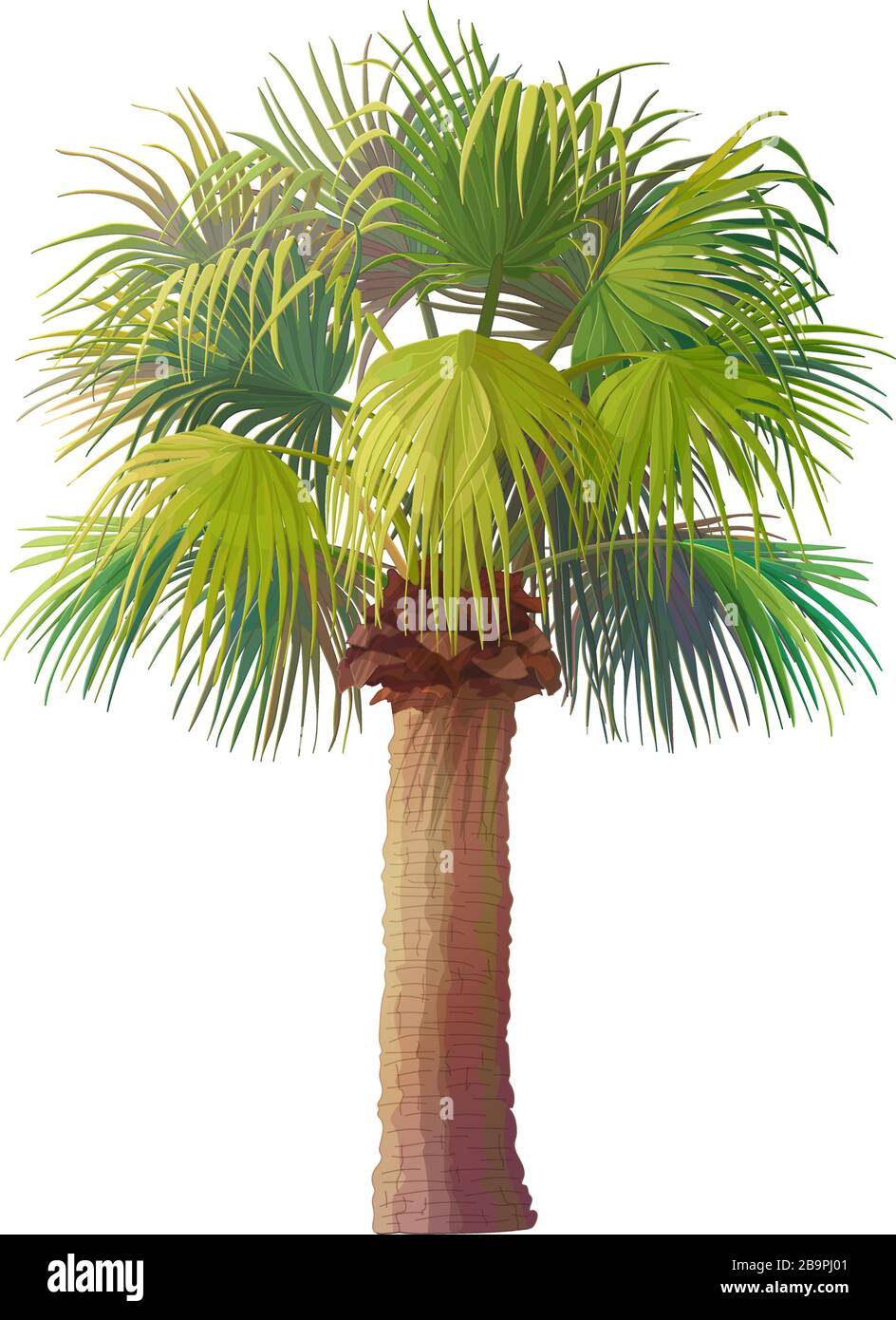 Vektor handgezeichnete Plant Clipart Fan-Palme Stock Vektor