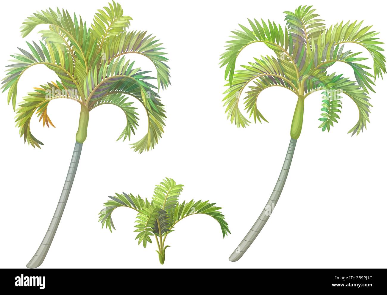 Vector handgezeichnete Pflanzenklippenkunst betel Palmen-Set Stock Vektor