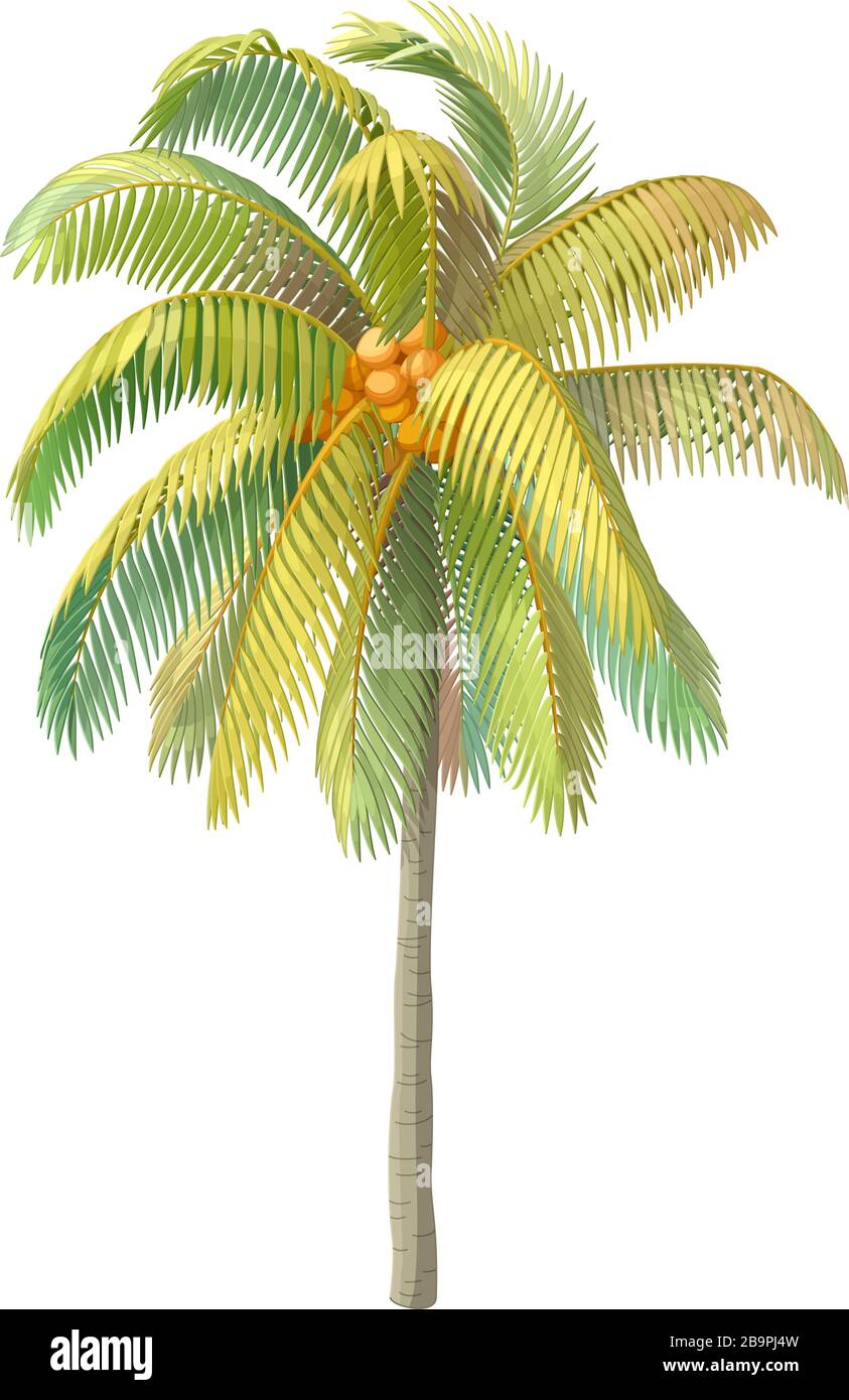 Vektor handgezeichnete Pflanzenclipart Kokosnusspalme Stock Vektor