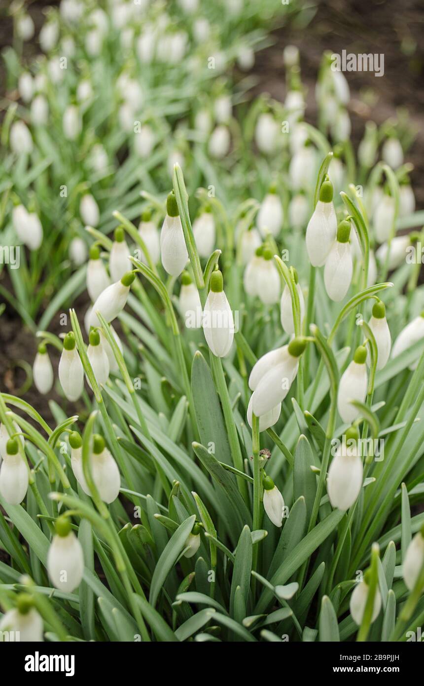 Zarte, schöne Schneefallenblüten in der Frühlingssaison. Stockfoto