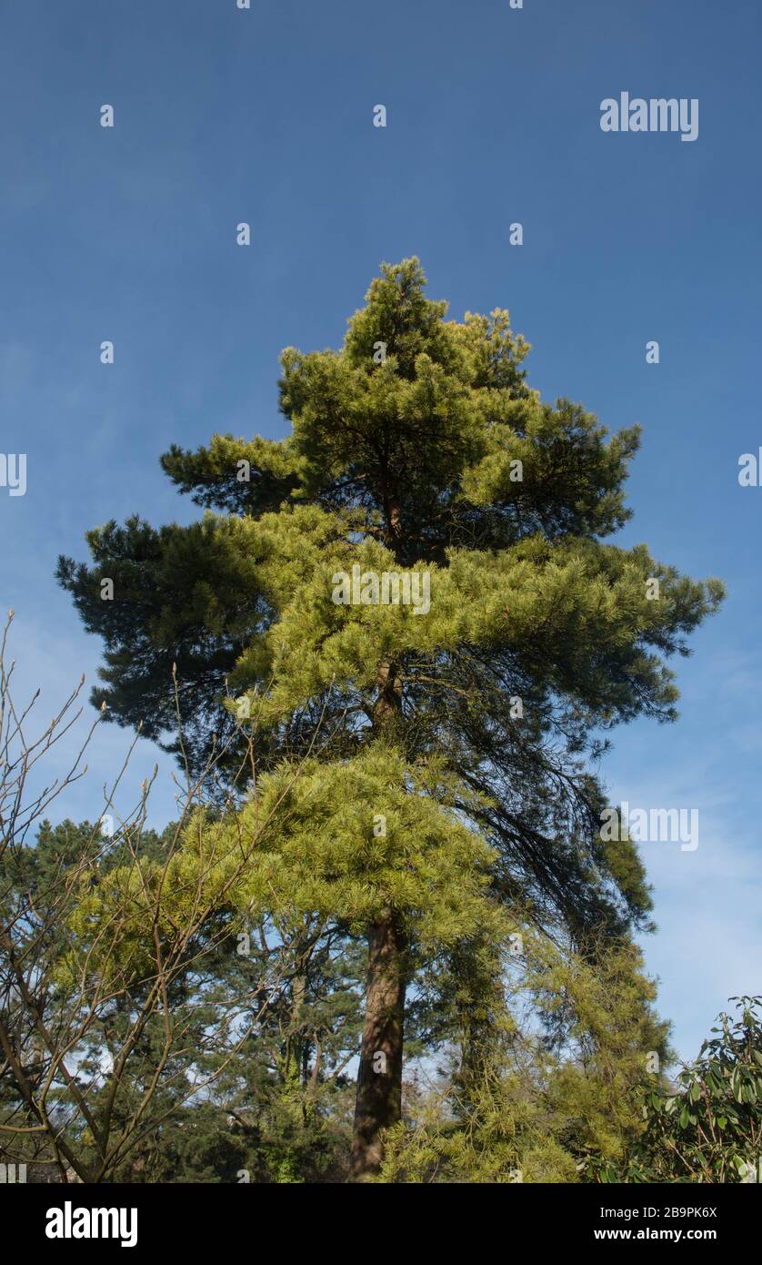Winterliches Laub eines "Evergreen Golden Scots Pine Tree" (Pinus sylvestris "Aurea") in einem Woodland Garden im ländlichen Devon, England, Großbritannien Stockfoto