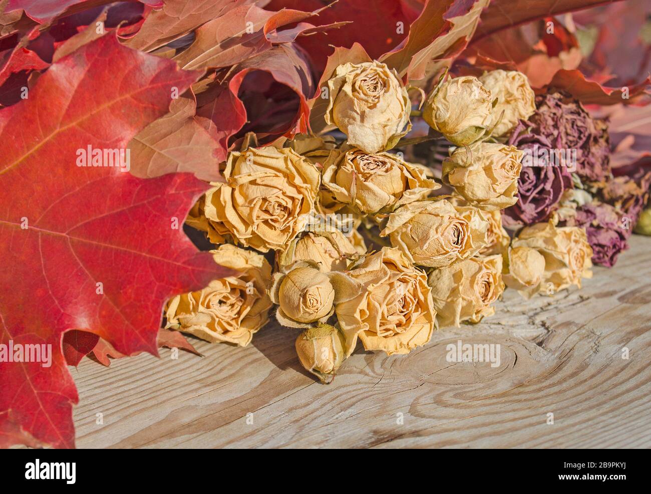 Getrocknete Rosen liegen auf rustikalem Holzhintergrund. Stockfoto