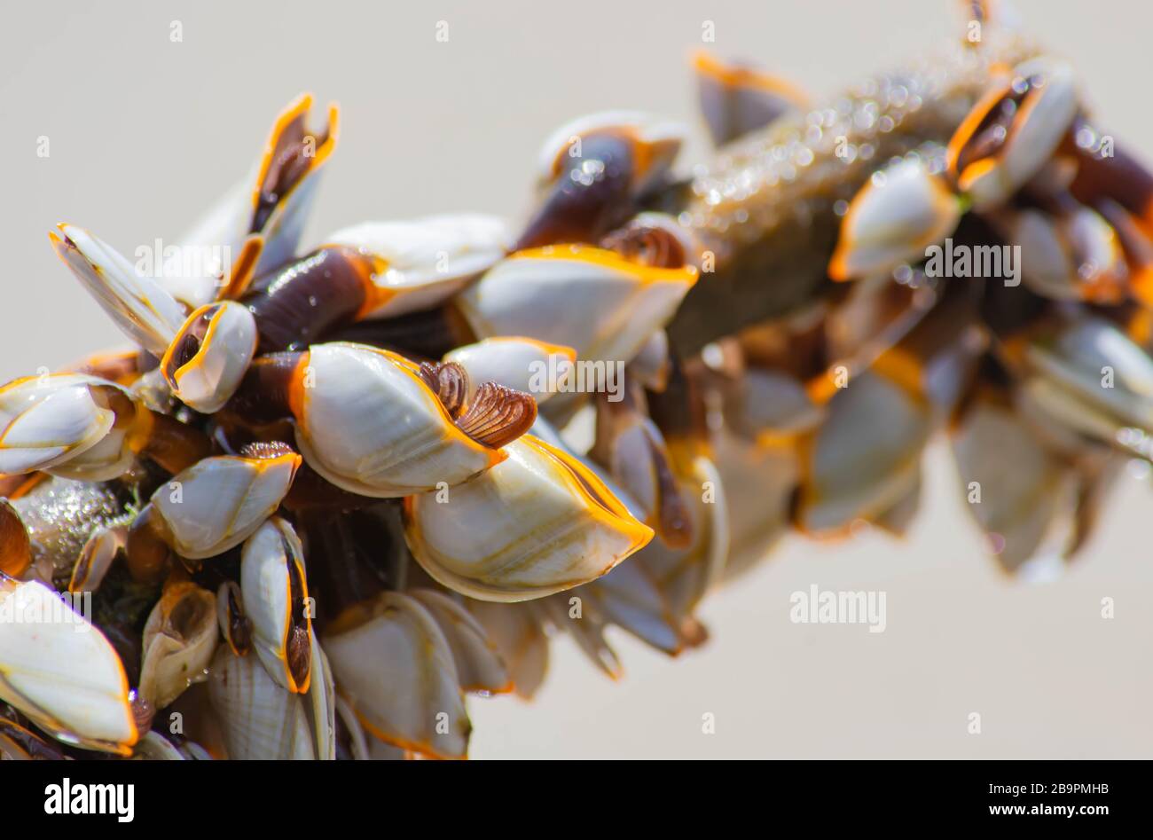 Viele weiße Schalen auf Bambus und Meer. Stockfoto