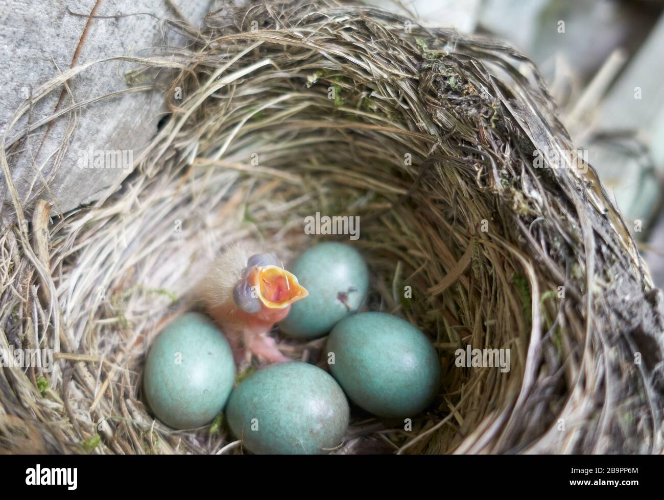 Frisch geschlüpfte, behaarte Feldfare kichern in einem Nest, das seinen Schnabel zur Nahrung öffnet. Stockfoto