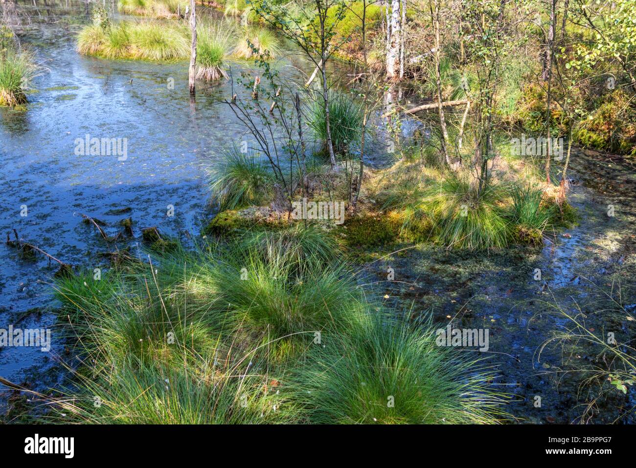 Sommerpanorama im Pietzmoor, Naturschutzgebiet, Naturpark in der Norddeutschen Heide Stockfoto