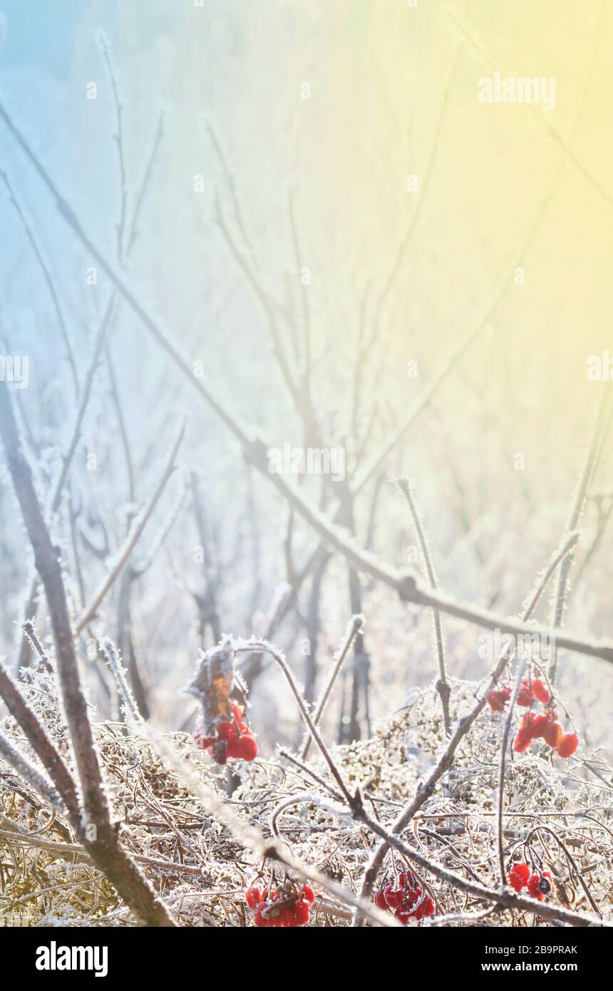 Winterschneeszene mit Blume. Frozenned Frosty Plant. Mit Eiszapfen bedeckte Pflanzen Stockfoto