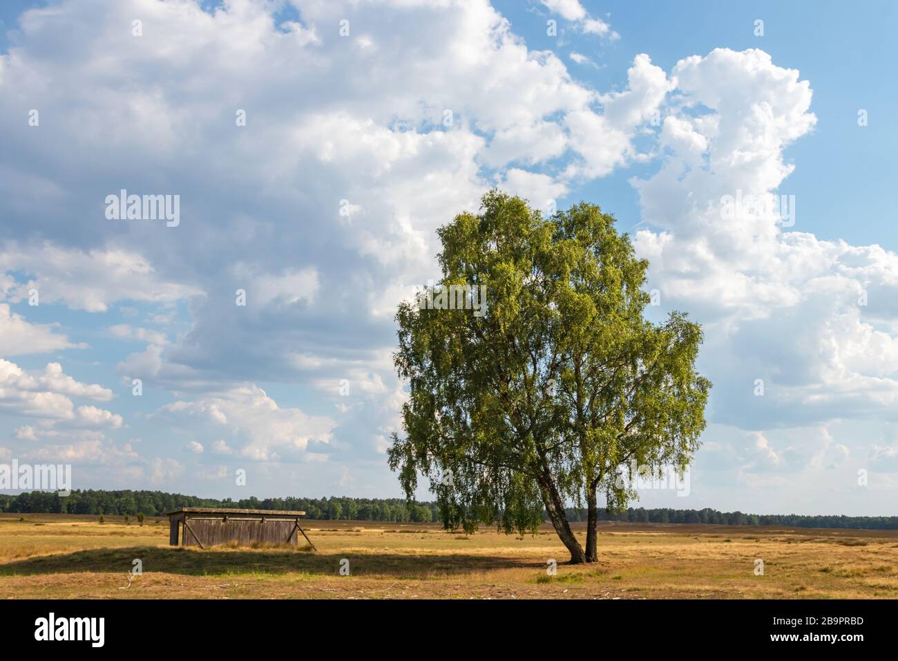 Wunderbarer freistehender Baum vor einem beeindruckenden Himmel, Naturschutzgebiet, Naturpark in der Norddeutschen Heide (mit Kopienraum). Stockfoto