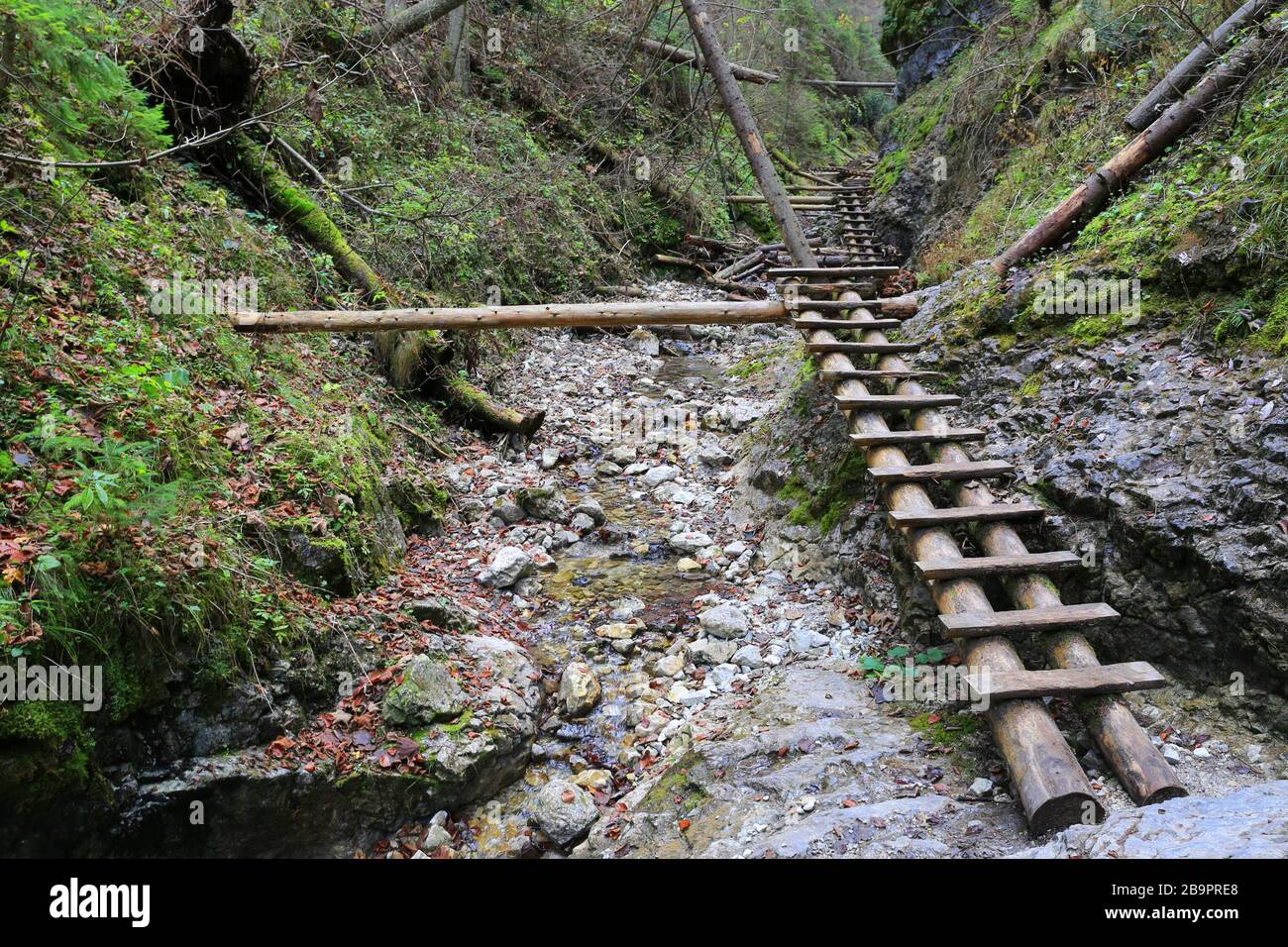 Landschaft mit Holzbrücken in der Bergschlucht Slovensky Raj, Slowakei Stockfoto