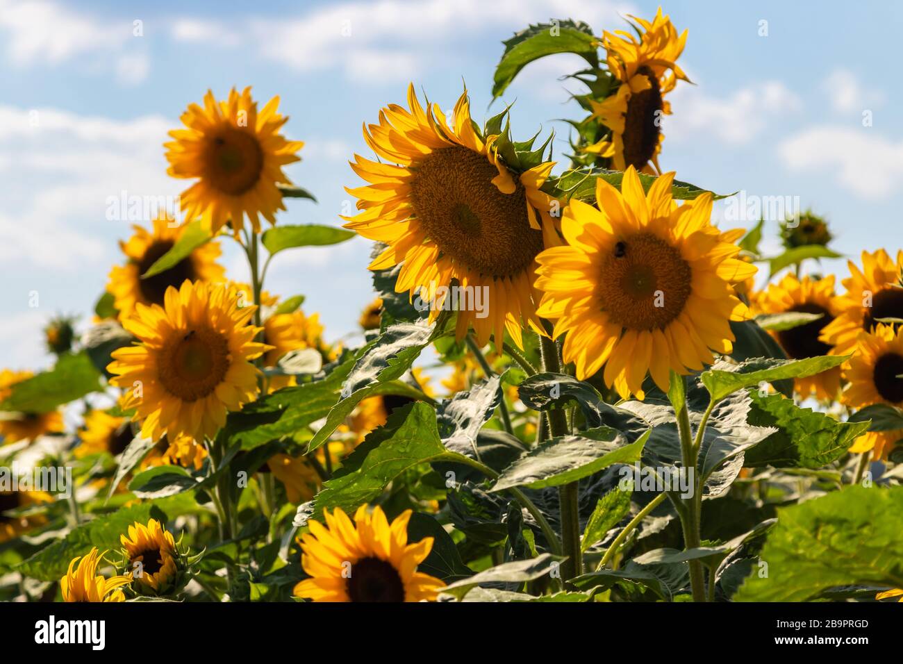 Wunderschönes Sonnenblumenfeld im Rücklicht, Lückenheide, Norddeutschland Stockfoto