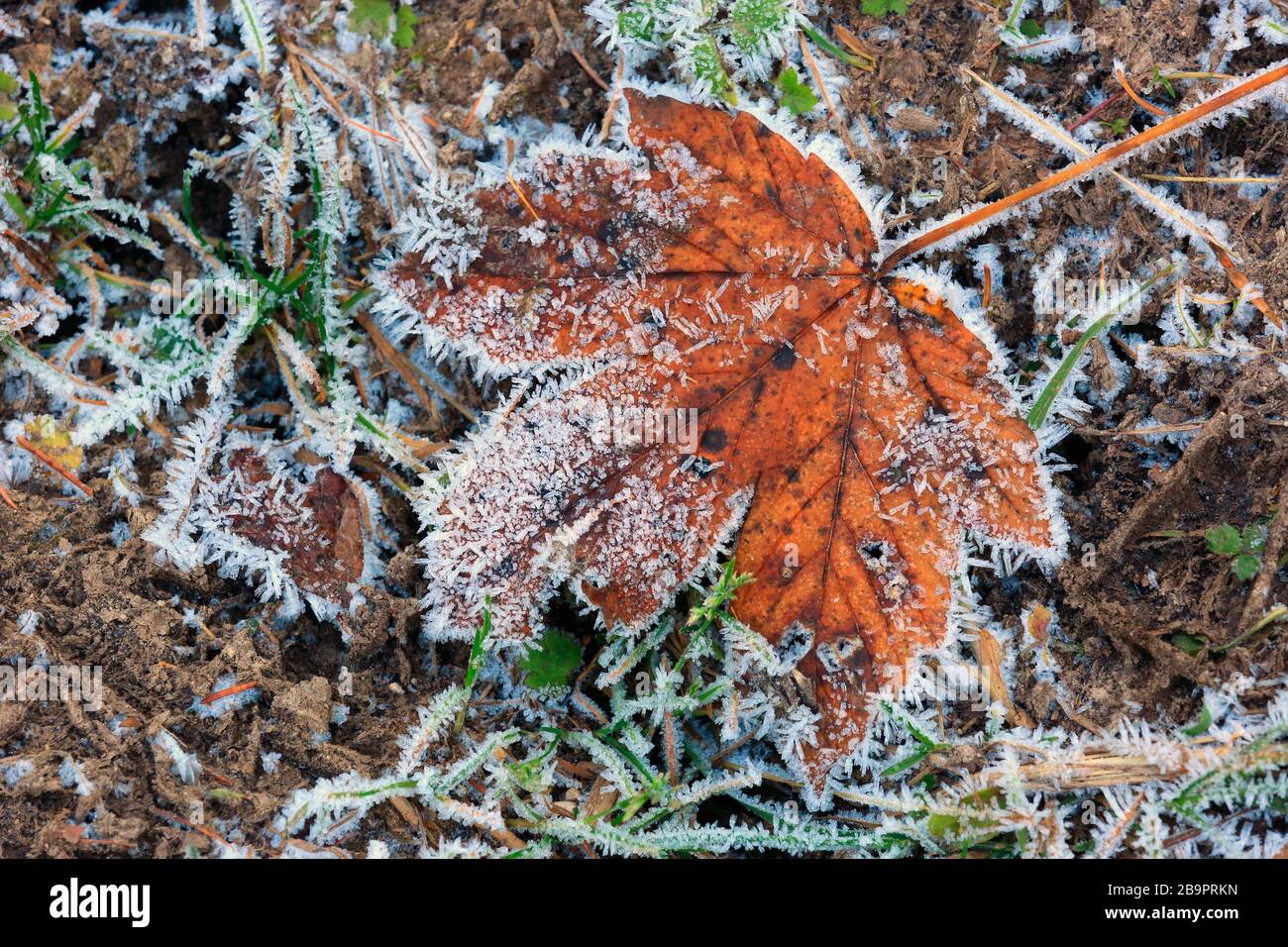 Allein gefrorenes Ahorn-Herbstblatt in Hoarfrost am Boden Stockfoto