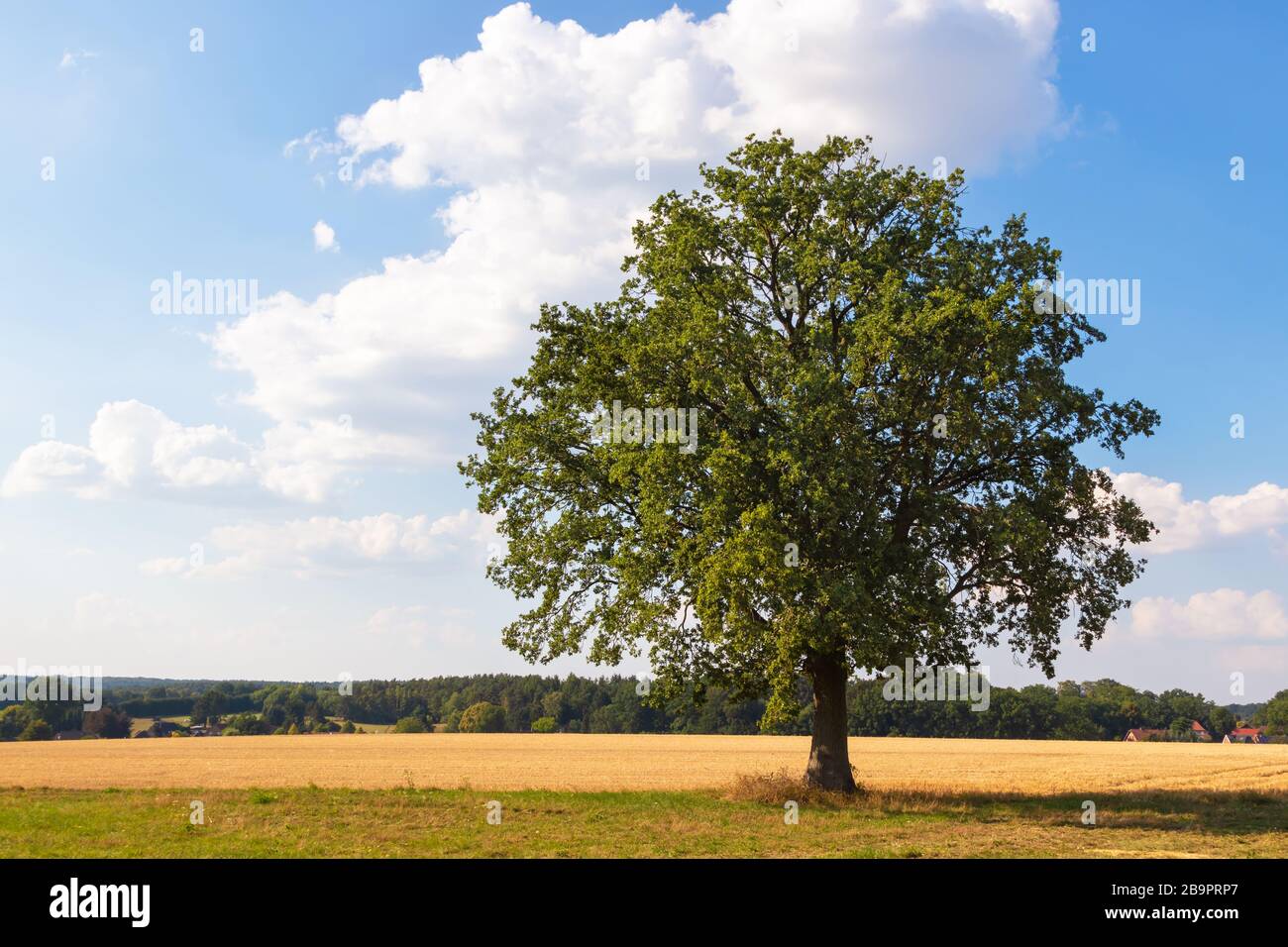 Schöner freistehender Baum, typische Landschaft in Niedersachsen, Lüneburgauer Heide. Norddeutschland (mit Copy-Space) Stockfoto